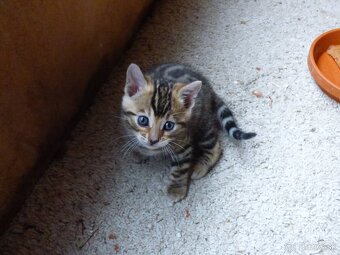 PONUKAM K ODBERU BENGALSKE MACIATKA - 3