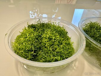 Riccia Fluitans akváriova rastlina - 3