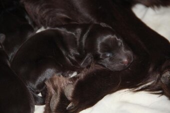 Flat coated retriever - 3