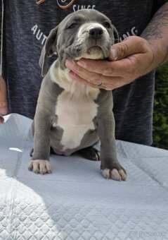American Bully xl - 3