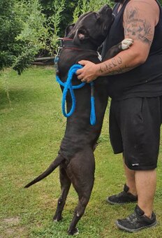 American Bully xl - 3