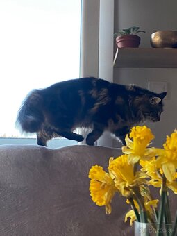 mačiatka Maine Coon/Nórska lesná + veľký domáci kocúr - 3