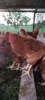 Kalimero natural hnedý vhodné už na vonkajší výbeh - 3