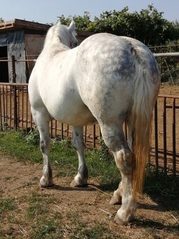 Percheron na predaj - 3