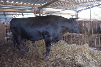 Plemenny byk wagyu - 3