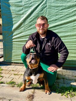 American bully xl/xxl - 3