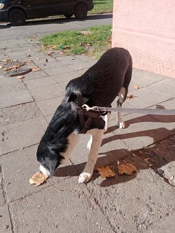 Border kolie křížený s Labradorem - 3