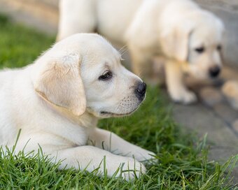 Labrador s rodokmeňom pôvodu - 3