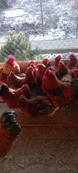 Gazdovská Hempšíka - 3