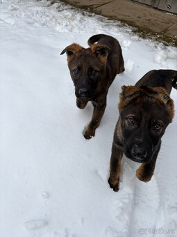 Nemecký ovčiak šteniatka - 3