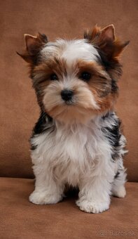 Biewer Yorkshire terrier - sučka s PP - 3