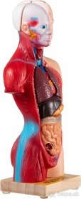 Torzo ludského tela - model s odnímatelnými časťami - 3