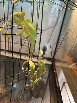 Predám chameleóny jemenské (Chamaeleo calyptratus) - 3