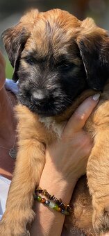 Briard s PP - 3