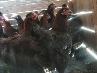 Mladky marans medenokrky - 3