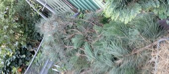 Čečina ,borovica čierna - 3