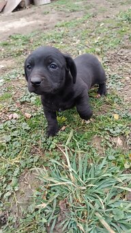 Darujem Šteniatka - 3