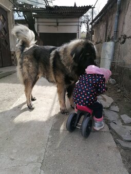 Kaukazský ovčiak - krytie - 3