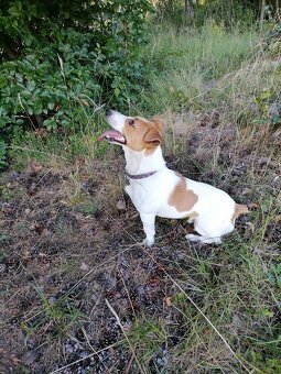 Jack russell teriér - 3