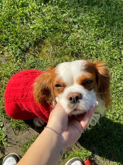 Cavalier - Hľadáme fenku na krytie - 3