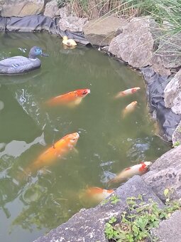 Koi kapre - 3