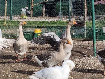 Tulúzska hus , Slovenská biela hus - 3