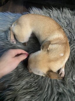 Čivava, mini čivava , Čiva , civava , čivavka mini - 3