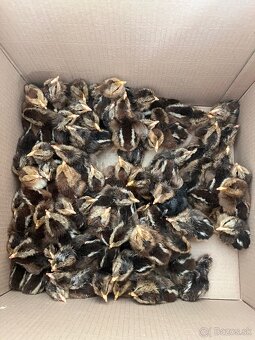 Kuriatka - Vlaška Jarabičia - 3