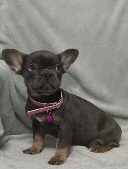 Francúzsky buldoček - 3