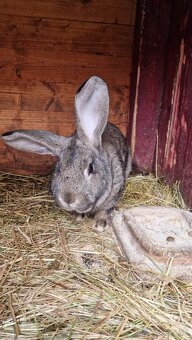 Pedám mladého samca do chovu - 3