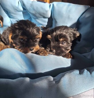 Yorkšhir,york,yorkšhirsky terier - 3