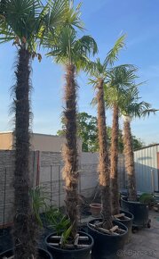 Palma Trachycarpus fortunei - 3