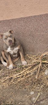American bully - 3