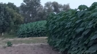 Paulownia Shan Tong Agát sadenice - 3