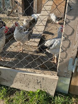 Kohút Dominant GS - 3