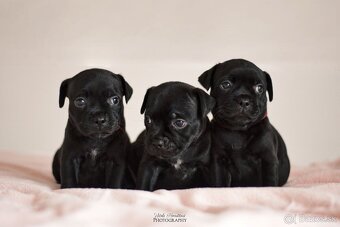 Staffordshire bullterier s pp FCI - 3