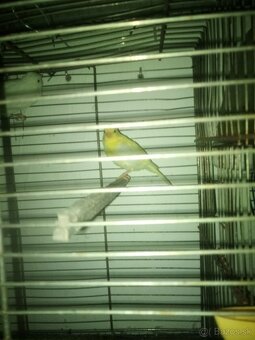 Predám kanáriky - 3