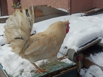 Predám kohúta Pavlovski - 3