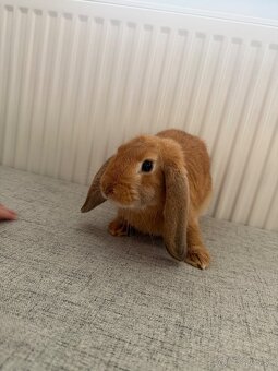 Darujem zajačika do dobrých rúk - 3