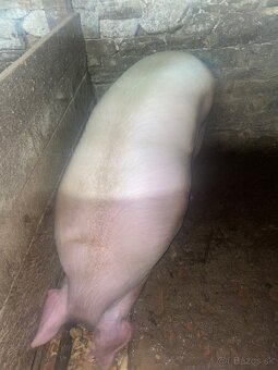 Predám ošípanu - 3