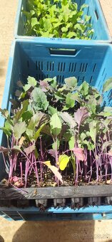 PRIESADY PLANTY - 3