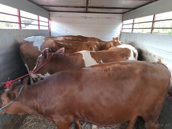 Nakup 🐎🐂 - 3