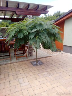 Albizia zelena-perzský hodvábny strom - 3