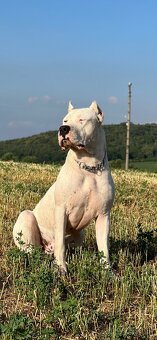 Argentínska doga krytie - 3