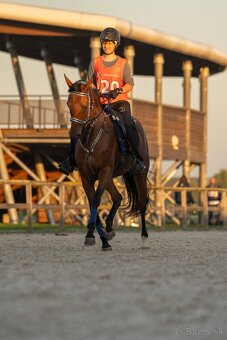 Arabský plnokrvník - kobyla - 3