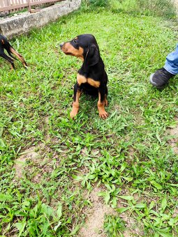 Doberman šteniatka - 3