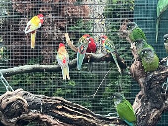 Rozely pestré , červené, škoricové , rubíno žltolíce - 3