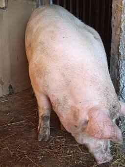 Predám ošípane - 3