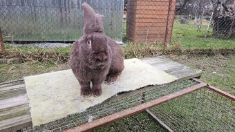 Nemecky obrovity strakac havana kominár - 3