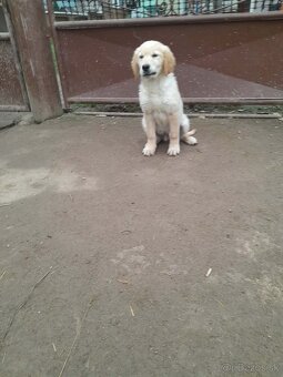 Zlatý retríver - 3